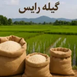 راهنمای جامع خرید برنج